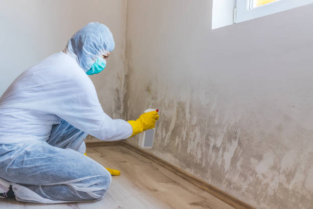 Licensed Attic Mold Removal service in Haworth, NJ - WQB Mold Removal
