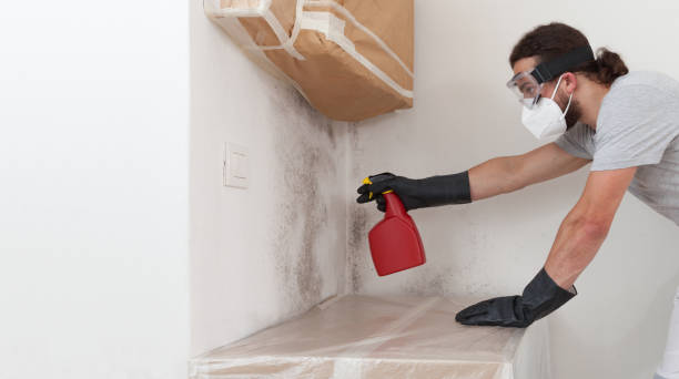 Professional Attic Mold Removal technician working in Haworth, NJ