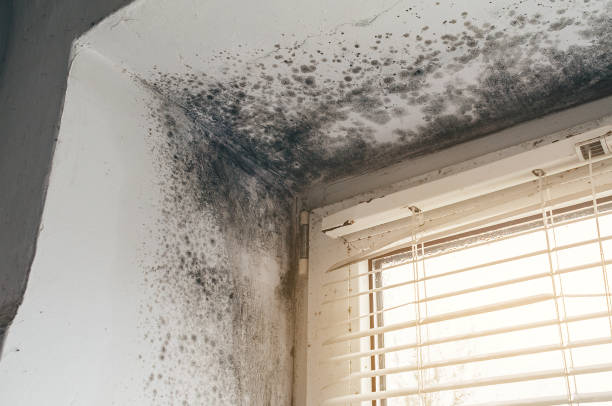 Affordable Attic Mold Removal solutions in Haworth, NJ